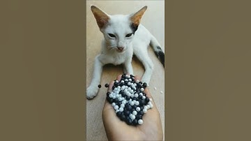 Cute Cat Reverse ASMR 🐱 Beads Satisfying Magic #shorts #cat #asmr #satisfying #cats