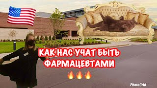 МЫ ВСЕ ЕЩЁ ЖИВЫ | ПРОГРАММА ФАРМАЦЕВТА В США | МЕБЕЛЬ ДЛЯ КОТОВ 😳