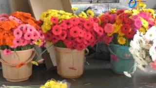 Profitable Gerbera cultivation in poly house by Ranga Reddy district farmer