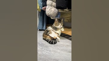 Cute Lazy Fat Cat #catshorts  #catvideo #shortsfeed #cutecat #lazycat #shorts #petlover #catlife