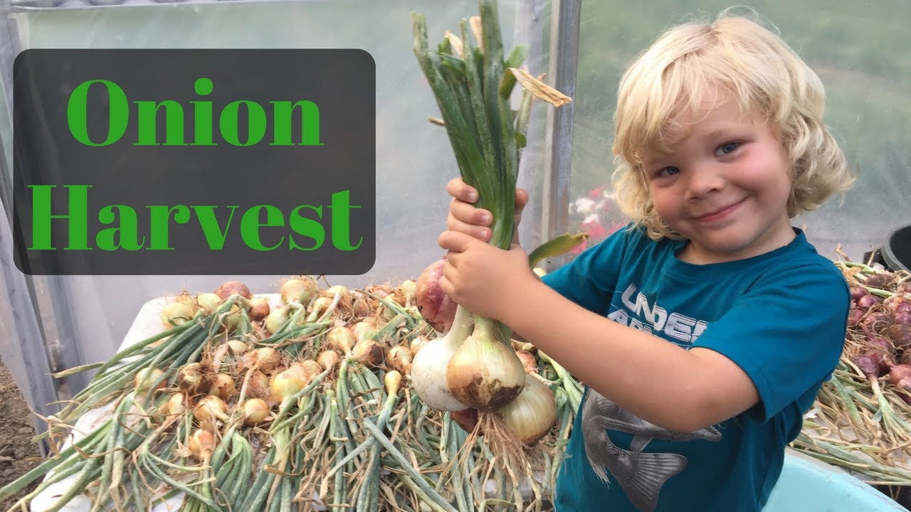 greenhouse gases Raised Bed Onion Harvest