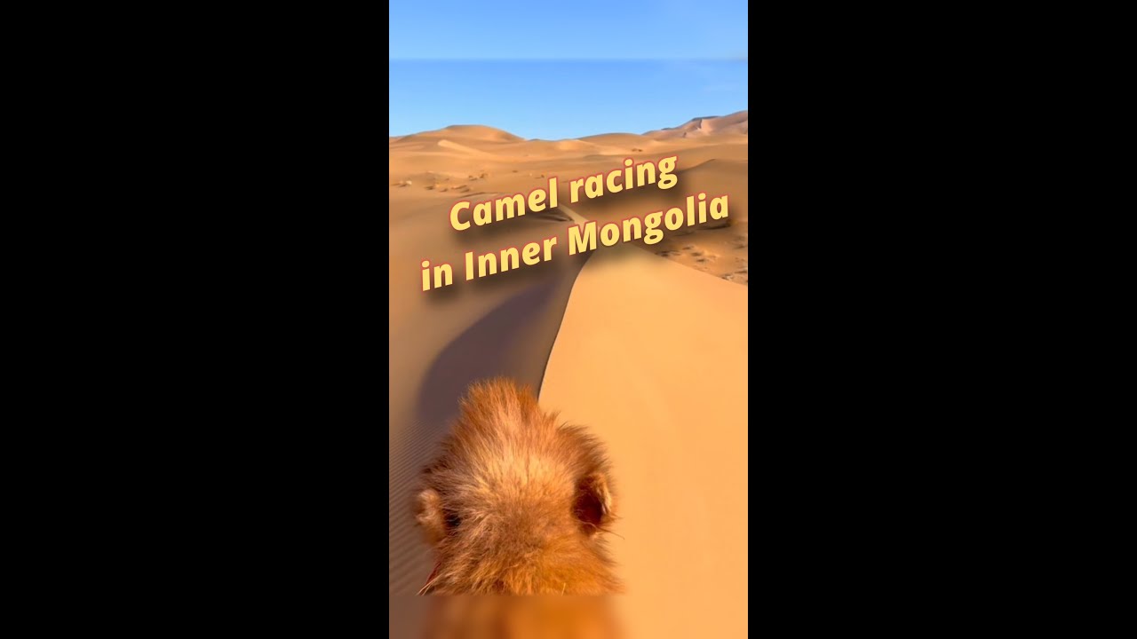 Experiencing camel racing in Inner Mongolia