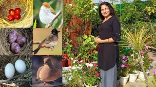 Terrace garden || Bird's nests, eggs and cute babies in my roof top organic garden ||