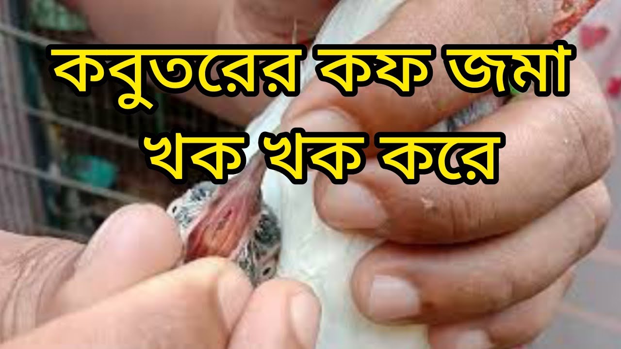 কবুতরের কফ জমা খক খক করে।