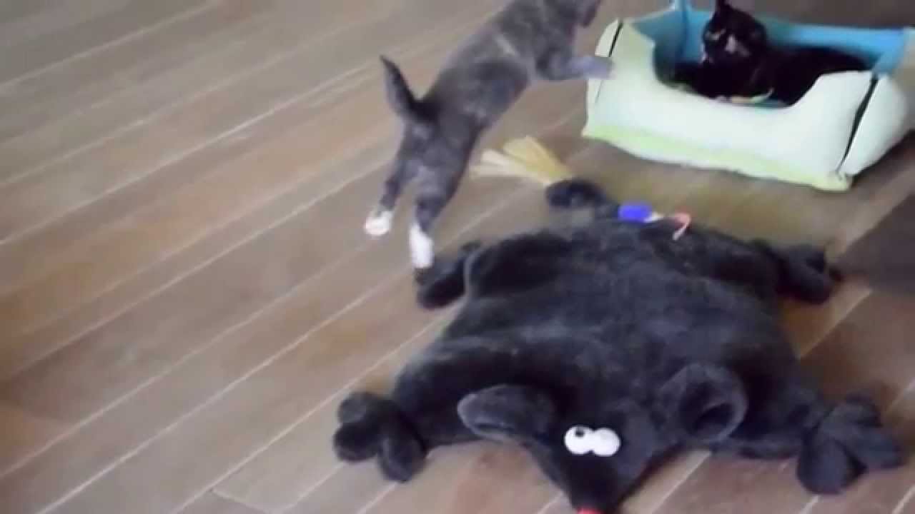 Funny Cats | Cat videos Compilation # 1 Slow Motion Cats