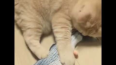 Interactive Dancing Fish Toy for Cats