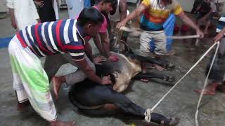 Kurbanir Goru 2018 Part 3