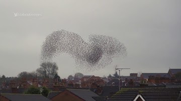 Starling Murmuration - with Sparrow Hawk attack