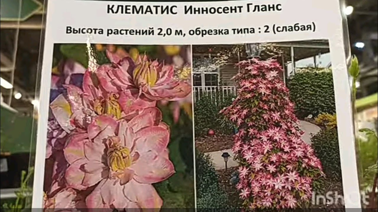 Ассортимент клематисов Тимирязевского питомника в садовом центре Дарвин .