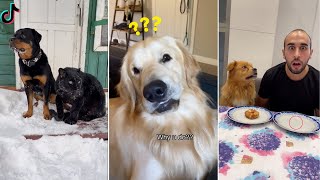 Viral Dog Videos You MUST Watch ~ TikTok Compilation