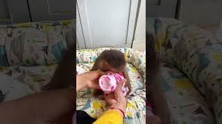 Monkey's Morning Tantrum Is Epic! 😅🙊 #PetMonkey