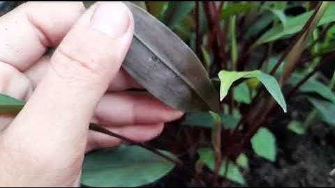 Giới thiệu cây Ngãi Năm Ông ( Trứng đất) dược liệu quý, mọi người cùng tham khảo ạ