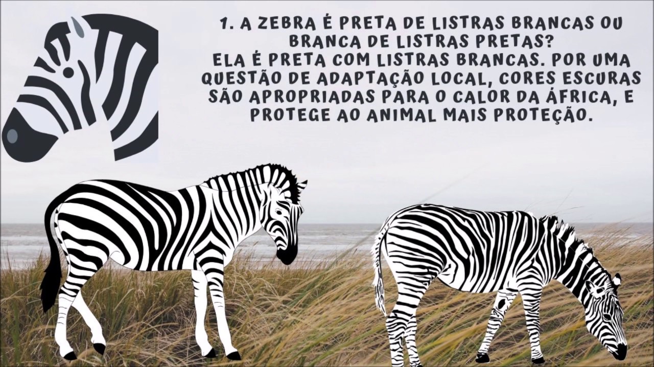 Série Curiosidades animais: Pergunte à Zebra - YouTube
