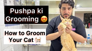 Persian Cat ki Grooming ghar par kesy krain ? How to Groom your Persian cat | Cat nail Cutting