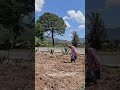 #shorts #vida #de #rancho #mixteca #video #viral
