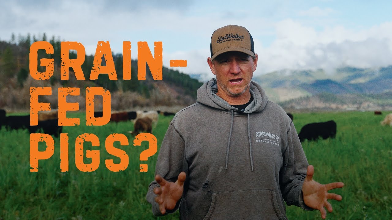 Pigs vs Cattle: The Truth About Grain Feeding