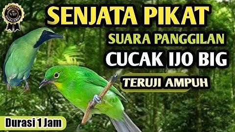 Ampuh untuk pikat cucak hijau di alam liar || suara cucak ijo memanggil lawan