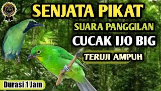 Ampuh untuk pikat cucak hijau di alam liar| suara cucak ijo memanggil lawan