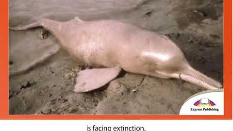 7 EXCEL  Module 4  Video 4  Endangered Species Around the World