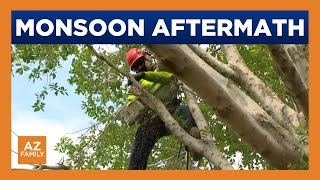 Crews clean up trees uprooted by Arizona monsoon storm