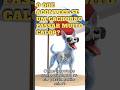 E SE O MEU CÃO PASSAR MUITO CALOR? - The Visible Dog #cachorrosdivertidos #cachorro #esqueleto