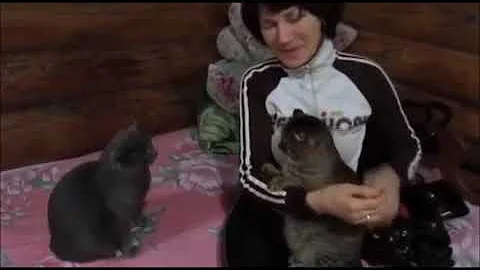 ¿Los gatitos se ponen celosos?