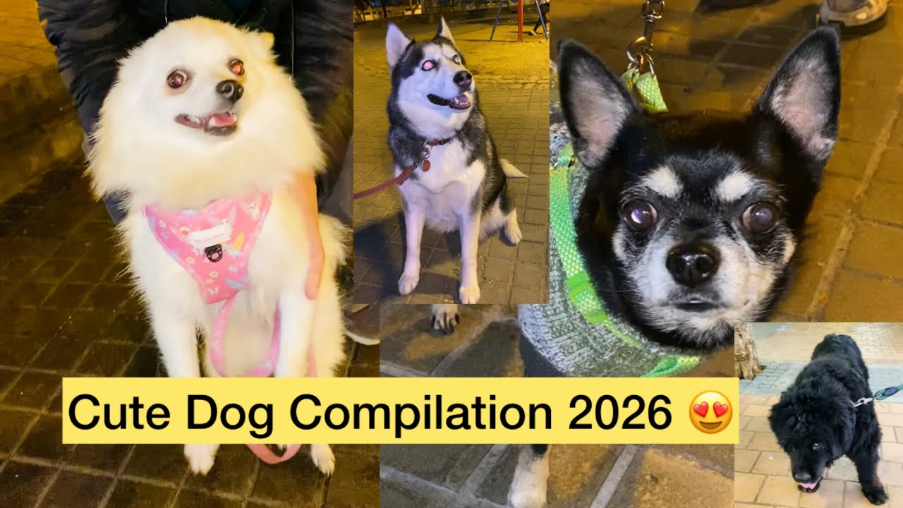 Alguien sabe qué raza es esta?🧐🧐🧐🧐🐕🐕🐕