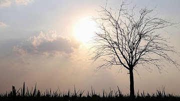 Silhouette Of A Tree During Sunset | Aduri Prem Kumar | Pexels Video