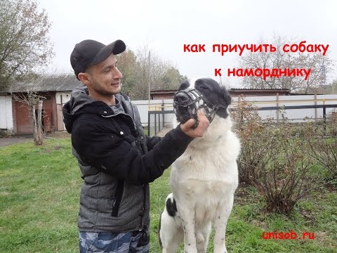 Как приучить собаку к наморднику