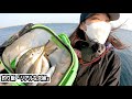 【やばい限定二時間】妻が投げてきたらヤバかった!!!! ◯◯◯も来てしまう、賑やか過ぎる堤防 私にはあり得ない程魚が釣れました、、、 #海釣り #アジング #夫婦
