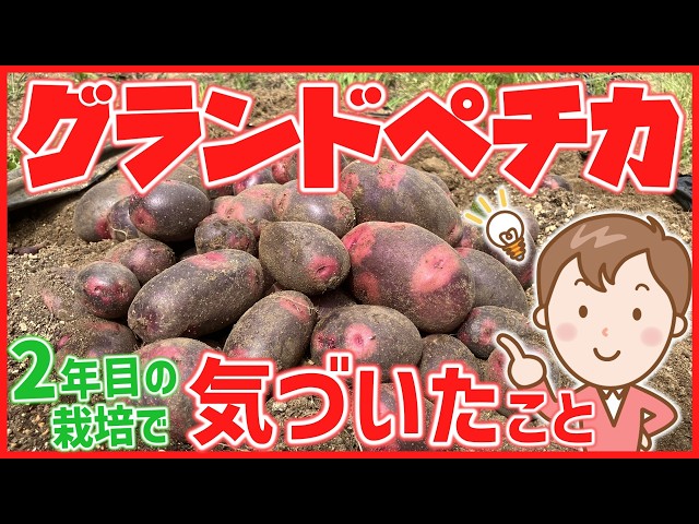 Home Gardening] Cultivation Record of Spring Grand Pechika