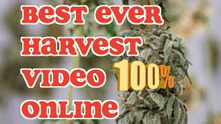 The Best Ever Harvest Video Online💯👌🏾