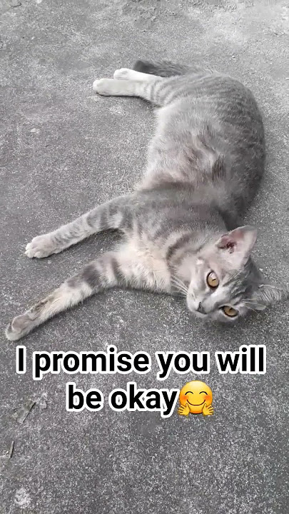 Jaga kesehatan para anabulku😻#mujalabubutamtam#moment#cat#kucingbelangtiga#cute#shortvideo#fyp