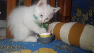 accompanying kitten kiko and kitten mochi playing at night by Kucing Desa 496 views 1 year ago 4 minutes, 8 seconds