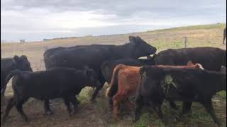 VID 20220524 WA0024
