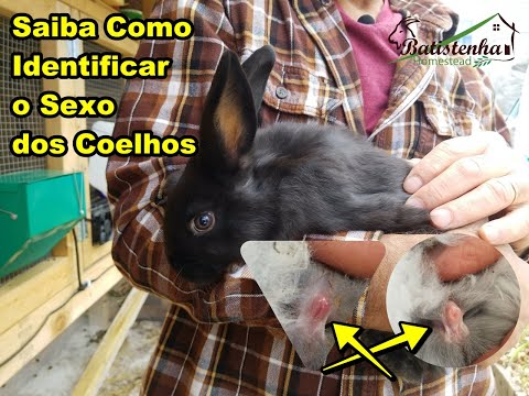 Vídeo: Como Saber O Gênero De Um Coelho