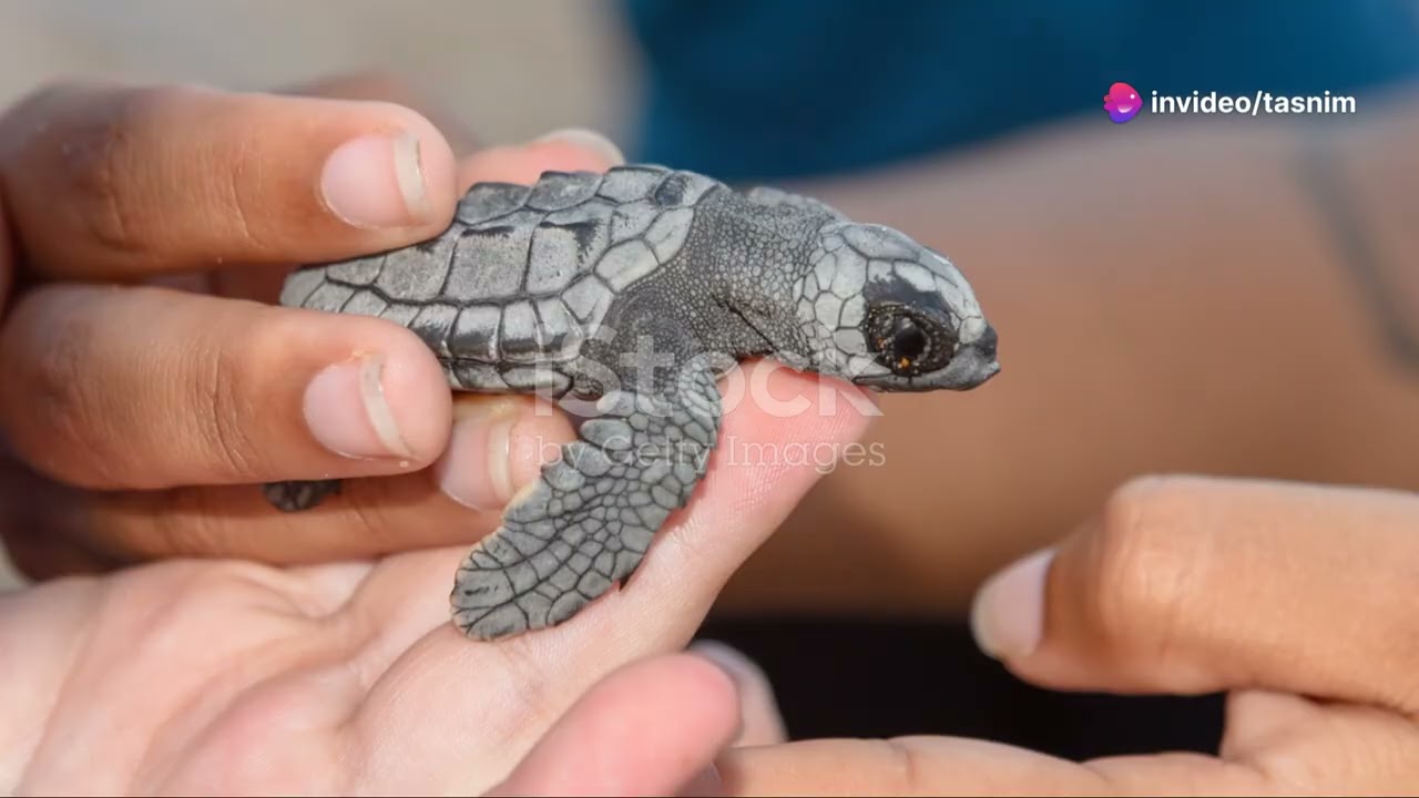 The Amazing Life Cycle of a Shrimp (AI Generated)