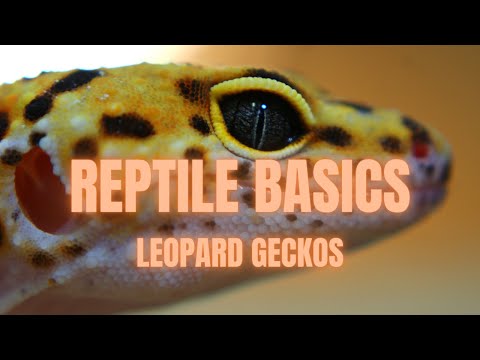 فيديو: Geckos 101: Basic Leopard Gecko Care (سكن ، حمية ، تاريخ طبيعي)