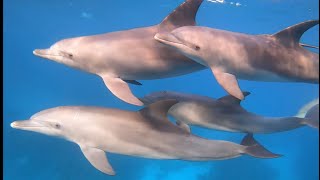 Snorkeling with dolphins 🐬 23.10.2022 Hurghada, Redsea, Egypt 🇪🇬
