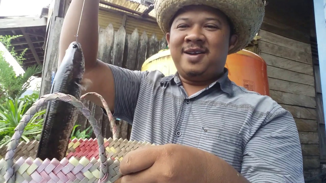 mancing ikan gabus atau haruan cuman di kamar tidur