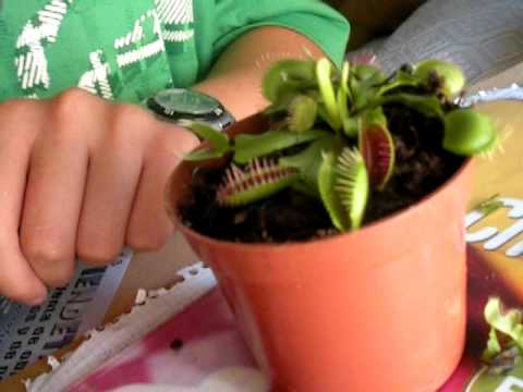 Planta Carnivora Comiendo Mosca Youtube