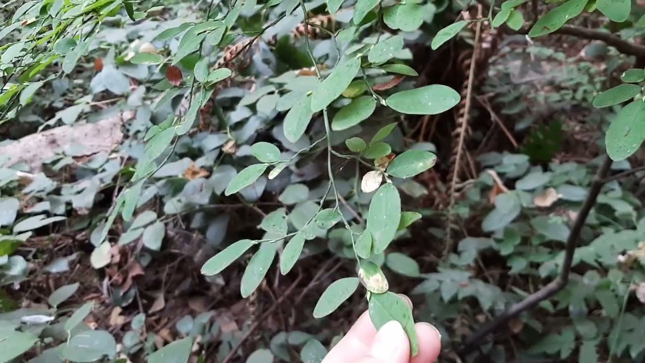 Red huckleberry (Vaccinium parvifolium)