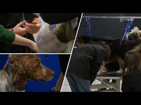 Vidéo: Cette carte hilarante vous permet de choisir un nom de chien d'exposition de fantaisie pour votre putain