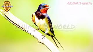 صوت تغريد طائر السنونو / الخطاف /خطاف الشعر /سنونو المخازن/عصفور الجنة المخازن / Barn swallow نقي 💯