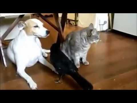 Free Download Funny Animal Video - YouTube