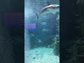 Sharks!!! 🦈 Brighton Aquarium@sealifebrighton4323 @EchoesOfTime1805