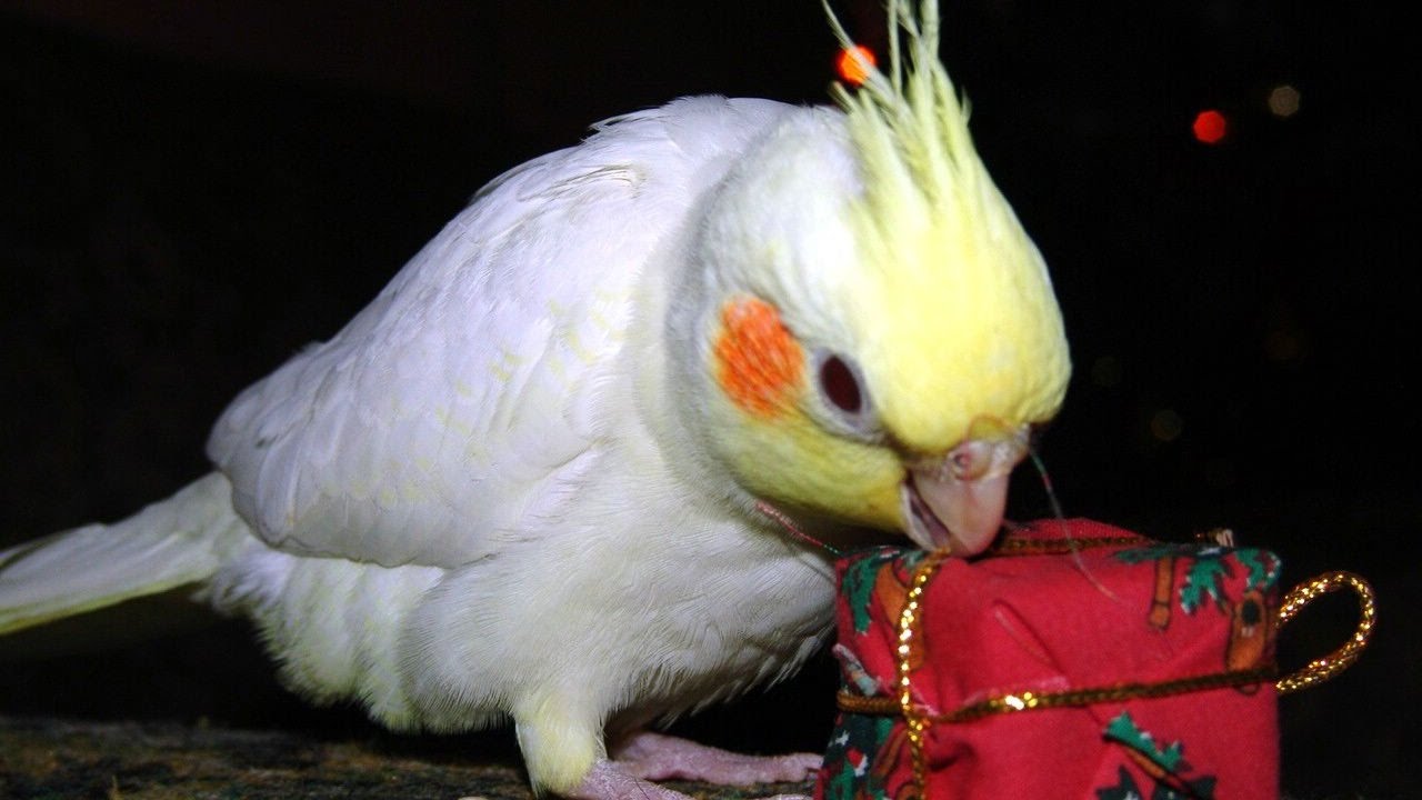 Calopsita Cantando Hino Do Flamengo Completo Calopsitas Assobio Jingle Bells Treinamento Musica De Natal Youtube