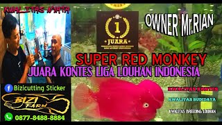 SUPER RED MONKEY | Owner Mr.RIAN | INDONESIAN LOUHAN LEAGUE CONTEST WINNER