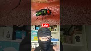 lalat #insects #science #reaction