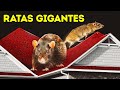 ¿Qué pasaría si ratas gigantes invadieran las ciudades y la gente tuviera que ir bajo tierra?